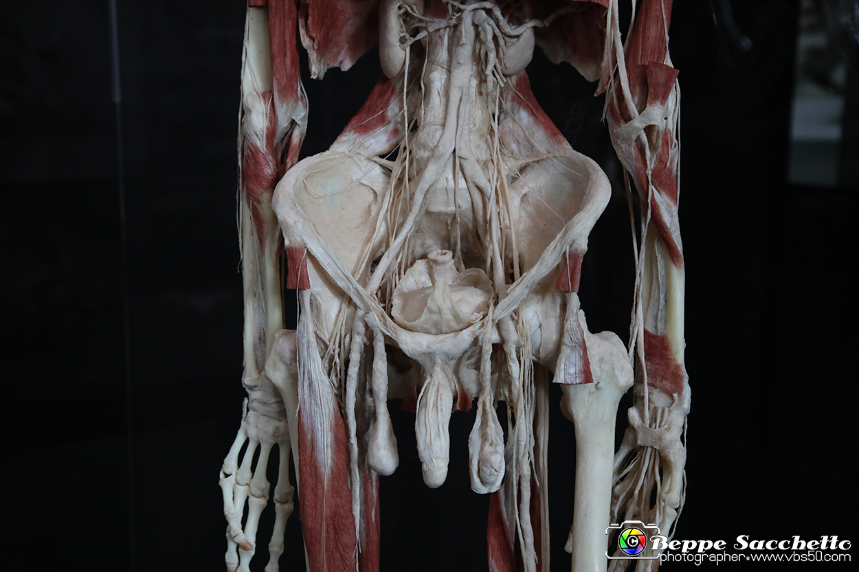 VBS_2876 - Mostra Body Worlds.jpg
